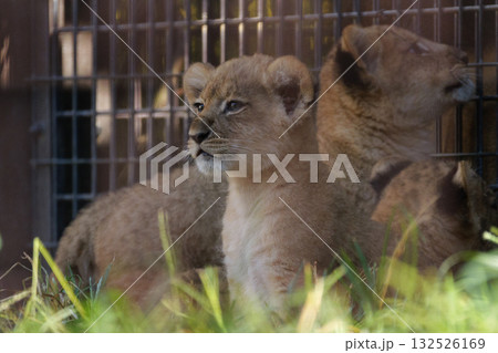 座るライオンの子 132526169
