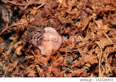 積もる昆虫糞フラスとそこに発生するクルミタケ属キノコと思われるピンク色の幼菌(マクロ撮影) 積もる昆虫糞フラスとそこに発生するクルミタケ属キノコと思われるピンク色の幼菌(マクロ撮影) 132526453