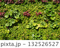 壁に生えた植物　テクスチャ 132526527