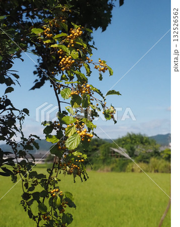 黄色い実をつけたツルウメモドキ（蔓梅擬のツルと秋の香長平野） 132526562