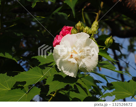 白いスイフヨウの花と前日咲いてた赤い花（午前中道端で見かけた酔芙蓉） 132526672
