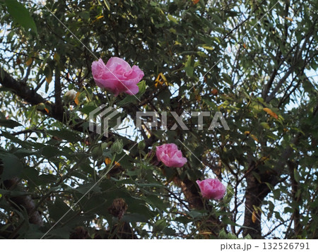 ピンクに変わった八重のスイフヨウの花（道端で見た午後の酔芙蓉） 132526791
