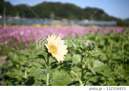 青空に映えるヒマワリ 132526833