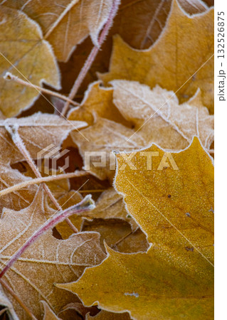 Close-up of pile of yellow maple leaves covered with frost. concept of autumn and beauty of nature 132526875