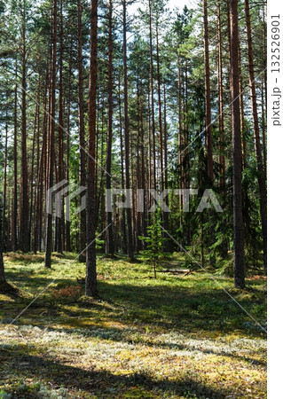 Sunlight Filtering Through Tall Pine Trees in a Lush Forest, Creating a Tranquil Scene 132526901