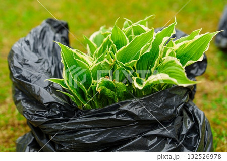 Variegated Hosta Plant in Black Plastic Bag Fresh Greenery for Gardening, Springtime 132526978