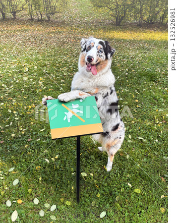 Aussie Australian Shepherd dog in blue marble color and different eye color stands in the park on a sign. you can't walk the dog here vertical photo Aussie Australian Shepherd dog in blue marble color and different eye color stands in the park on a sign. you can't walk the dog here vertical photo 132526981