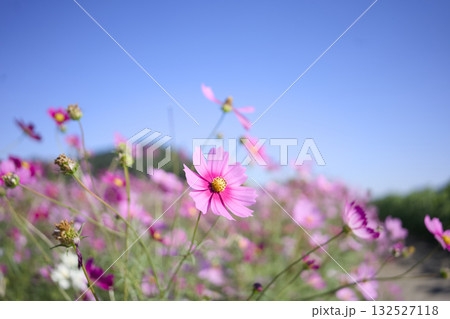 青空に映えるコスモス 132527118