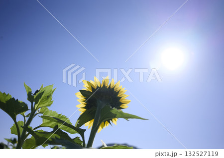 太陽に向かって咲くひまわり 132527119