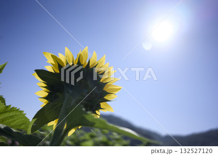 太陽に向かって咲くひまわり 太陽に向かって咲くひまわり 132527120