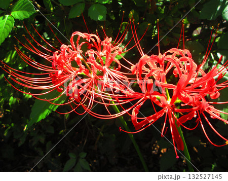 ヒガンバナの美しい風景（埼玉県川口市の興禅院にて） 132527145