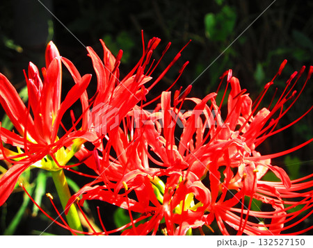 ヒガンバナの美しい風景（埼玉県川口市の興禅院にて） 132527150