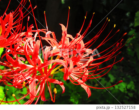 ヒガンバナの美しい風景(埼玉県川口市の興禅院にて) ヒガンバナの美しい風景(埼玉県川口市の興禅院にて) 132527158