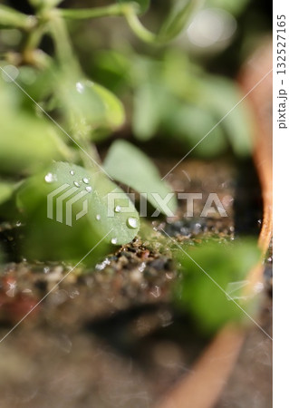 雨上がりの庭のハート型のミツバ 雨上がりの庭のハート型のミツバ 132527165