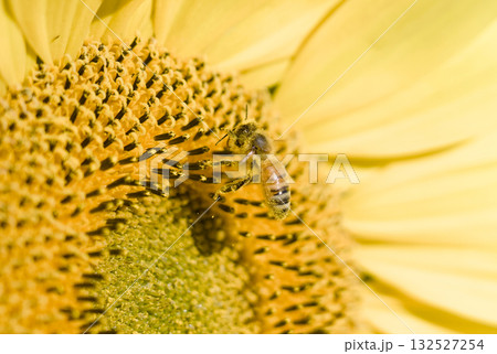 蜜を吸うミツバチ 蜜を吸うミツバチ 132527254