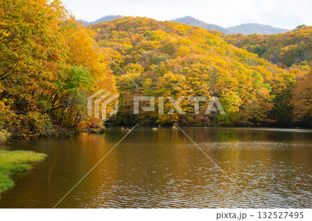 裏磐梯 黄葉彩る曲沢沼 裏磐梯 黄葉彩る曲沢沼 132527495