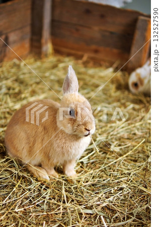 うさぎ うさぎ 132527590