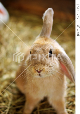 うさぎ 132527591