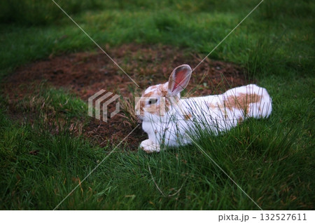 うさぎ うさぎ 132527611