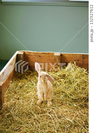 可愛いウサギ 132527612