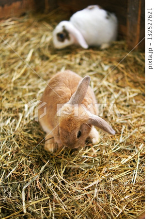 ウサギ ウサギ 132527621