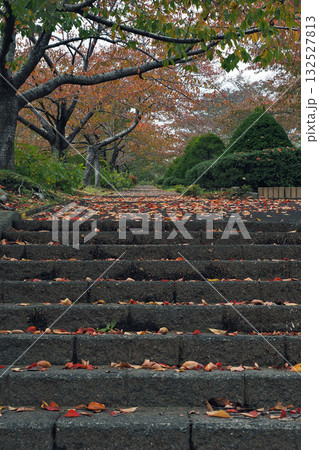 小樽 秋の手宮緑化植物園 小樽 秋の手宮緑化植物園 132527813