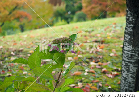 小樽 秋の手宮緑化植物園 小樽 秋の手宮緑化植物園 132527815