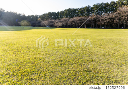広々とした芝生の広場 広々とした芝生の広場 132527996