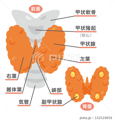 甲状腺の構造イラスト 文字あり 甲状腺の構造イラスト 文字あり 132528058