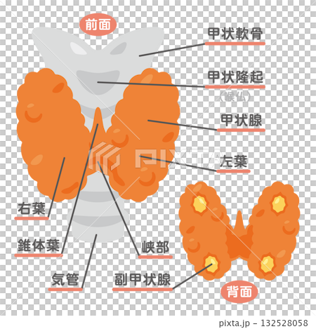 甲状腺の構造イラスト 文字あり 甲状腺の構造イラスト 文字あり 132528058