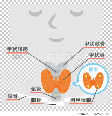 甲狀腺結構圖及文字說明 132528060