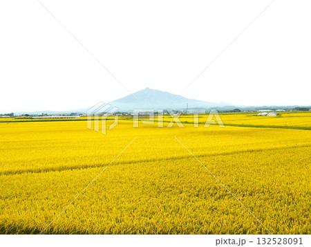 黄金色に輝く稲穂 黄金色に輝く稲穂 132528091