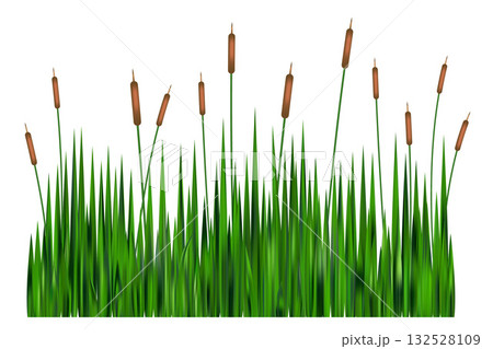 Grass reed on swamp and lake. Vector tall cattail plants isolated on white background. Wetland wild green plants. Coastal bulrush long foliage. Grass reed on swamp and lake. Vector tall cattail plants isolated on white background. Wetland wild green plants. Coastal bulrush long foliage. 132528109