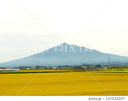 黄金色に輝く稲穂と岩木山 132528207
