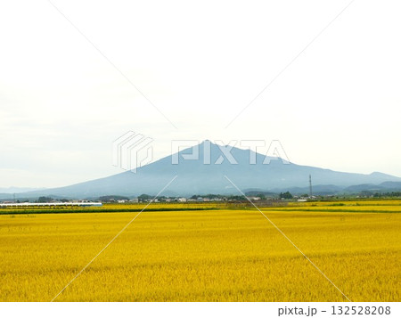 黄金色に輝く稲穂と岩木山 132528208