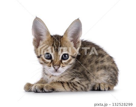 Savannah cat kitten on white 132528299
