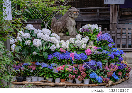 文京あじさいまつり 文京あじさいまつり 132528397
