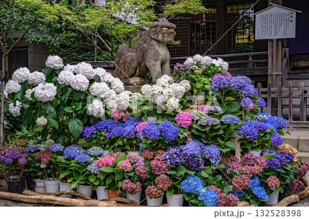 文京あじさいまつり 132528398