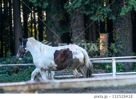 牧場で飼育されている馬の風景 牧場で飼育されている馬の風景 132528418