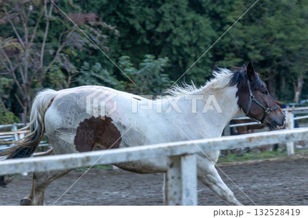 牧場で飼育されている馬の風景 132528419