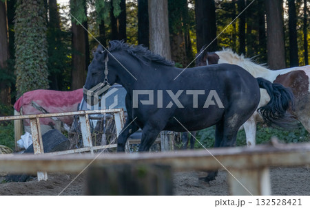 牧場で飼育されている馬の風景 132528421