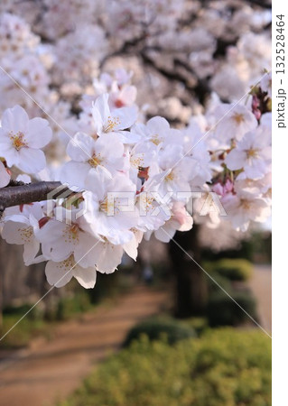 満開の桜と春の風景 背景素材 満開の桜と春の風景 背景素材 132528464