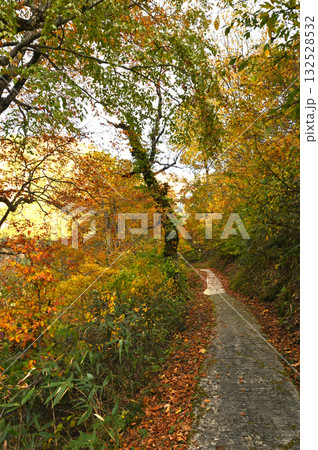紅葉に包まれた遊歩道 紅葉に包まれた遊歩道 132528532
