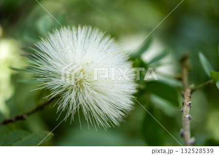 カリアンドラ・ハエマトケファラの白い花 132528539