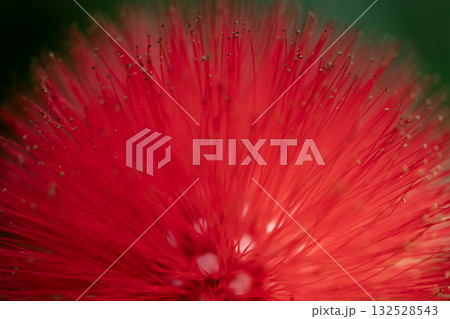 カリアンドラ・ハエマトケファラの赤い花 132528543