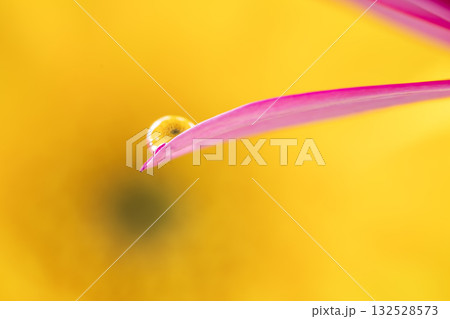 ガーベラと水滴 132528573