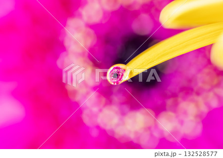 ガーベラと水滴 ガーベラと水滴 132528577