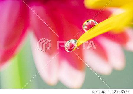 ガーベラと水滴 132528578