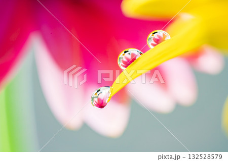 ガーベラと水滴 132528579
