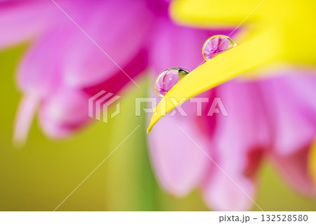 ガーベラと水滴 132528580